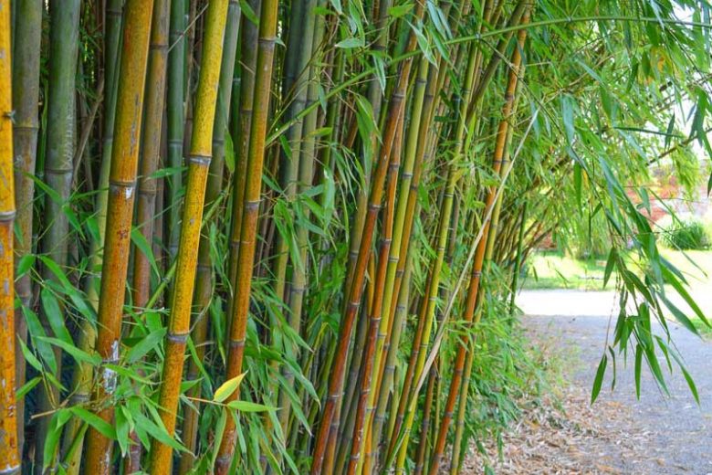 Phyllostachys viridiglaucescens, Green-Glaucous Bamboo, Running Bamboo, Evergreen Bamboo, Shade plants, shade perennial, plants for shade, plants for wet soil