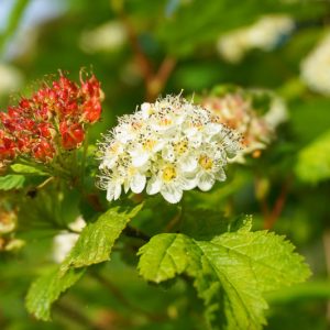 Physocarpus capitatus, Pacific Ninebark, White Flowers