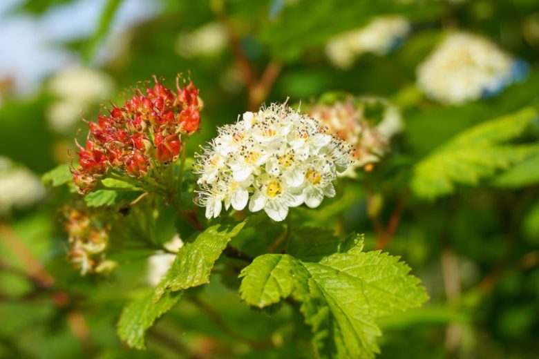 Physocarpus capitatus, Pacific Ninebark, White Flowers