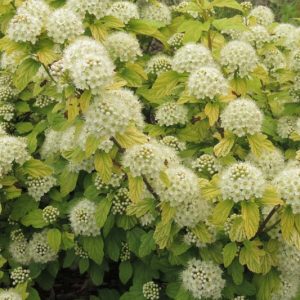 Physocarpus Opulifolius, Common Ninebark, Atlantic Ninebark