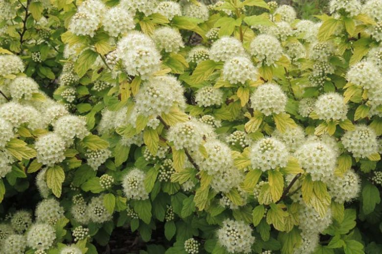 Physocarpus Opulifolius, Common Ninebark, Atlantic Ninebark