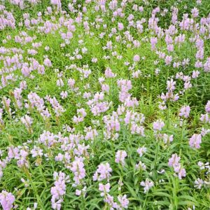 Physostegia virginiana, Fall Obedient Plant, False Dragonhead, Virginia Lions-Heart, Pink Perennials