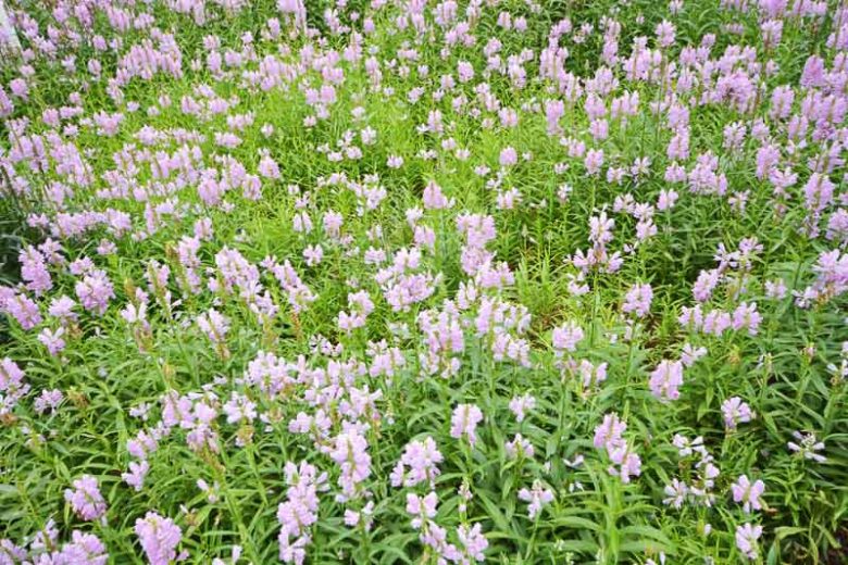 Physostegia virginiana, Fall Obedient Plant, False Dragonhead, Virginia Lions-Heart, Pink Perennials