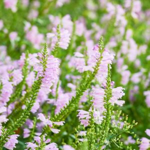 Physostegia virginiana 'Rosea', Obedient Plant 'Rosea', Pink Obedient Plant, Pink Physostegia, Pink Perennials