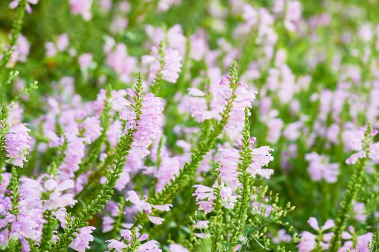 Physostegia virginiana 'Rosea', Obedient Plant 'Rosea', Pink Obedient Plant, Pink Physostegia, Pink Perennials