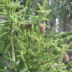 Picea abies, Norway Spruce, European Spruce, Evergreen Conifer, Evergreen Shrub, Evergreen Tree
