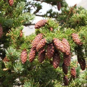 Picea engelmannii, Engelmann Spruce, Mountain Spruce, Evergreen Conifer, Evergreen Shrub, Evergreen Tree
