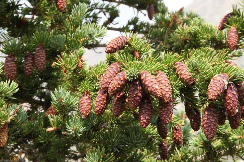 Picea engelmannii, Engelmann Spruce, Mountain Spruce, Evergreen Conifer, Evergreen Shrub, Evergreen Tree