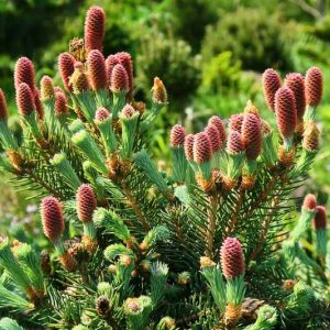 Picea mariana, Black Spruce, Bog Spruce, Swamp Spruce, Evergreen Conifer, Evergreen Shrub, Evergreen Tree