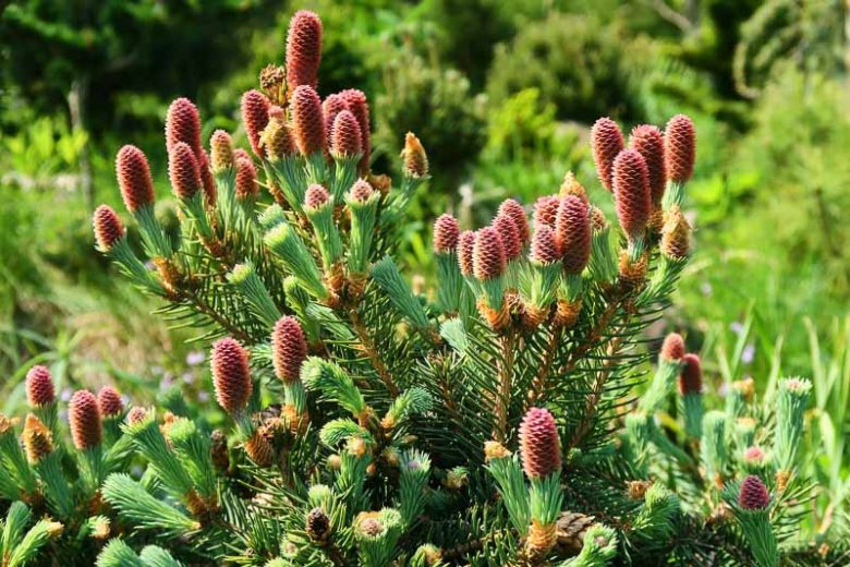 Picea mariana, Black Spruce, Bog Spruce, Swamp Spruce, Evergreen Conifer, Evergreen Shrub, Evergreen Tree