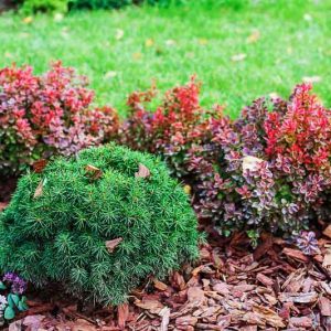 Picea mariana 'Nana', Black Spruce 'Nana', Dwarf Black Spruce, Bog Spruce 'Nana', Swamp Spruce 'Nana', Evergreen Conifer, Evergreen Shrub, Evergreen Tree
