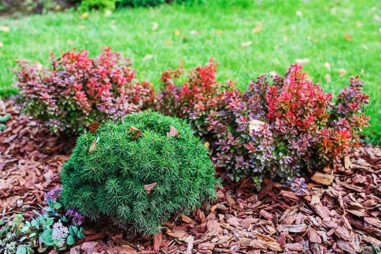 Picea mariana 'Nana', Black Spruce 'Nana', Dwarf Black Spruce, Bog Spruce 'Nana', Swamp Spruce 'Nana', Evergreen Conifer, Evergreen Shrub, Evergreen Tree