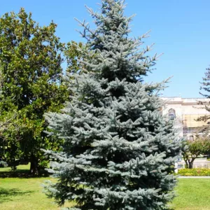 Picea pungens var. glauca, Colorado Blue Spruce, Picea pungens f. glauca, Picea pungens 'Glauca', Evergreen Conifer, Evergreen Shrub, Blue Conifer,