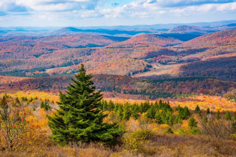 Picea rubens, Red Spruce, Yellow Spruce, West Virginia Spruce, Eastern Spruce, He-balsam, Arctic Spruce, Newfoundland Red Pine, Picea australis, Evergreen Conifer, Evergreen Shrub, Evergreen Tree