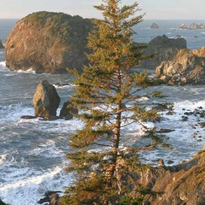 Picea sitchensis, Sitka Spruce, Tideland Spruce, Coast Spruce, Menzies Spruce, Evergreen Conifer, Evergreen Shrub, Evergreen Tree
