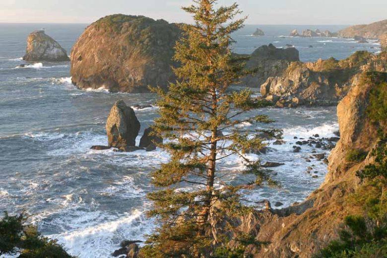 Picea sitchensis, Sitka Spruce, Tideland Spruce, Coast Spruce, Menzies Spruce, Evergreen Conifer, Evergreen Shrub, Evergreen Tree