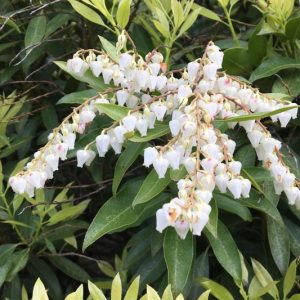 Pieris floribunda, Mountain Fetterbush, Mountain Andromeda, Fetterbush, Fetter Bush, White Flowers,