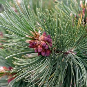 Pinus albicaulis, Whitebark, Evergreen Conifer, Evergreen Shrub, Evergreen Tree,