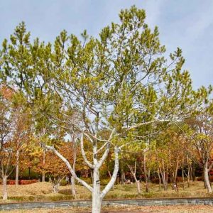 Pinus bungeana, Lacebark Pine, Chinese Lacebark Pine , Evergreen Conifer, Evergreen Shrub, Conifer,