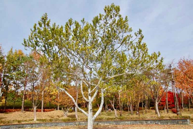 Pinus bungeana, Lacebark Pine, Chinese Lacebark Pine , Evergreen Conifer, Evergreen Shrub, Conifer,