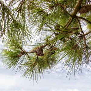 Pinus echinata, Shortleaf Pine, Shortleaf Yellow Pine, Southern Yellow Pine, Yellow Pine, Shortstraw Pine, Arkansas Pine, Longtag Pine, Spruce Pine, Evergreen Tree, Conifer