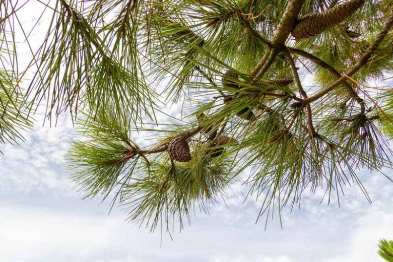 Pinus echinata, Shortleaf Pine, Shortleaf Yellow Pine, Southern Yellow Pine, Yellow Pine, Shortstraw Pine, Arkansas Pine, Longtag Pine, Spruce Pine, Evergreen Tree, Conifer