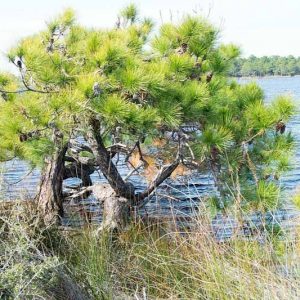 Pinus elliottii, Slash Pine,  Yellow Slash Pine, Swamp Pine, Florida Slash Pine, South Florida Slash Pine, Dade County Slash Pine, Dade County Pine, Cuban Pine, Evergreen Tree, Conifer