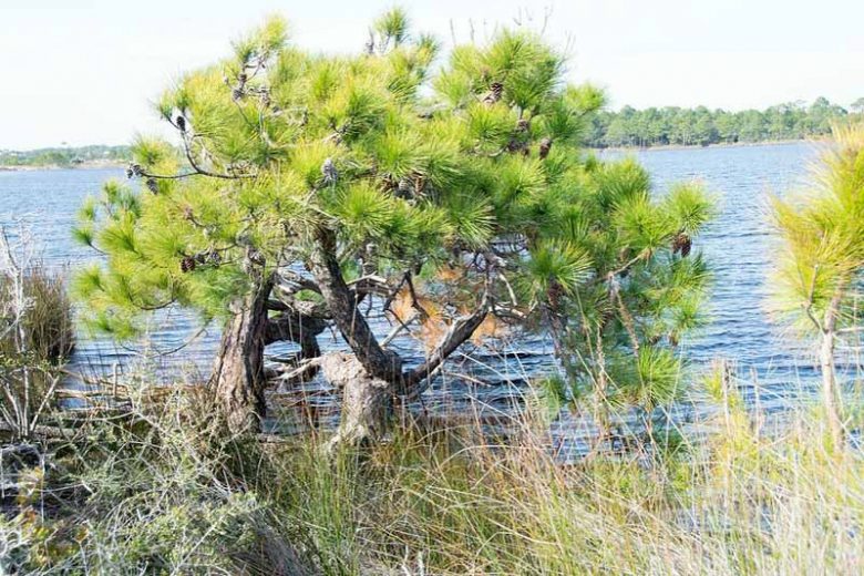 Pinus elliottii, Slash Pine,  Yellow Slash Pine, Swamp Pine, Florida Slash Pine, South Florida Slash Pine, Dade County Slash Pine, Dade County Pine, Cuban Pine, Evergreen Tree, Conifer