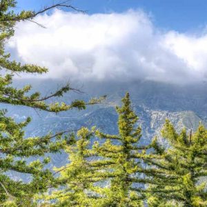 Pinus lambertiana, Sugar Pine, Big Sugar Pine, Great Sugar Pine, Evergreen Conifer, Evergreen Shrub, Evergreen Tree,