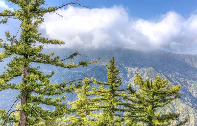 Pinus lambertiana, Sugar Pine, Big Sugar Pine, Great Sugar Pine, Evergreen Conifer, Evergreen Shrub, Evergreen Tree,
