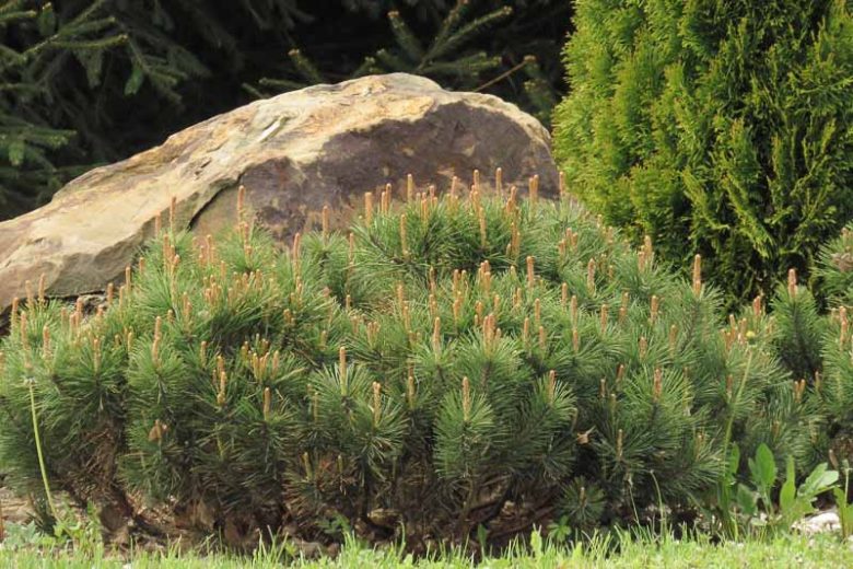 Pinus mugo 'Slowmound', Dwarf Mountain Pine 'Slowmound', Dwarf Pine 'Slowmound', Drooping Cone Pine 'Slowmound', Mountain Pine 'Slowmound', Swiss Mountain Pine 'Slowmound', Mugo Pine 'Slowmound', Evergreen Conifer, Evergreen Shrub