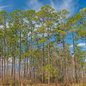 Pinus palustris, Longleaf Pine, Georgia Pine, Longleaf Yellow Pine, Southern Yellow Pine, Longstraw Pine, Hill Pine, Hard Pine, Heart Pine, Evergreen Tree,