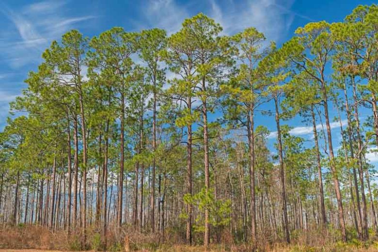 Pinus palustris, Longleaf Pine, Georgia Pine, Longleaf Yellow Pine, Southern Yellow Pine, Longstraw Pine, Hill Pine, Hard Pine, Heart Pine, Evergreen Tree,
