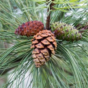Pinus ponderosa, Ponderosa Pine, Trucker Pine, Western Yellow Pine, Evergreen Conifer, Evergreen Shrub, Evergreen Tree,