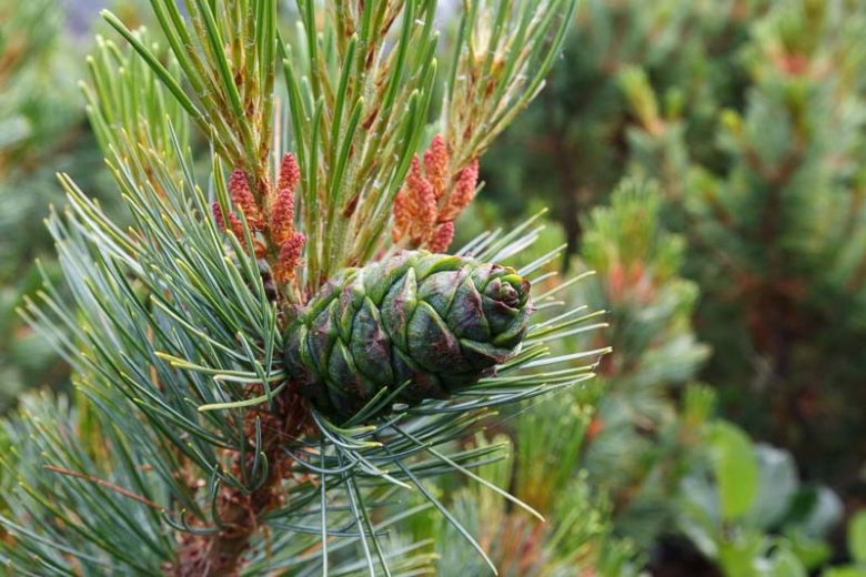 Pinus pumila, Dwarf Siberian Pine, Evergreen Conifer, Evergreen Shrub, Dwarf Conifer