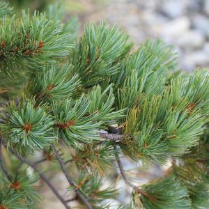 Pinus pumila, Dwarf Siberian Pine, Evergreen Conifer, Evergreen Shrub, Dwarf Conifer