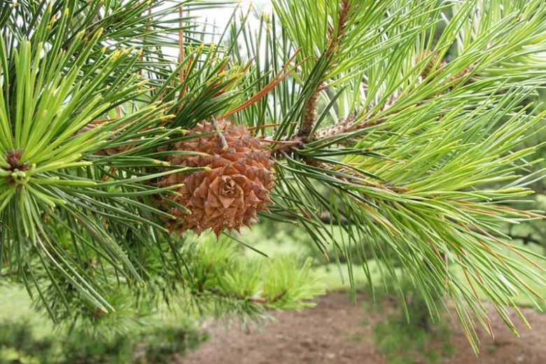 Pinus pungens, Table Mountain Pine, Hickory Pine, Prickly Pine, Evergreen Tree, Evergreen Shrub, Conifer