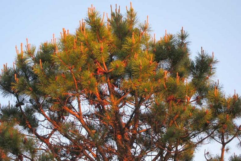 Pinus rigida, Pitch Pine, Torch Pine, Evergreen Tree, Evergreen Shrub, Conifer