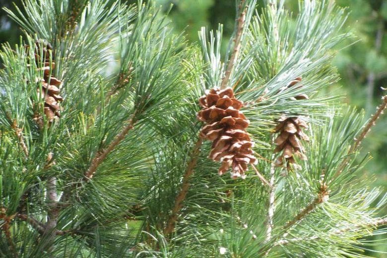 Pinus strobus, Eastern White Pine, Weymouth Pine, North American Pumpkin Pine, North American White Pine, White Pine, Evergreen Tree, Evergreen Shrub, Conifer
