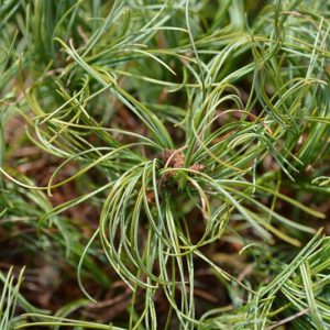 Pinus strobus Contorta', Eastern White Pine 'Contorta', Weymouth Pine 'Contorta', North American Pumpkin Pine 'Contorta', North American White Pine 'Contorta', White Pine 'Contorta', Evergreen Tree, Evergreen Shrub, Conifer