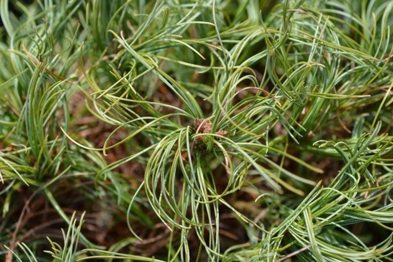 Pinus strobus Contorta', Eastern White Pine 'Contorta', Weymouth Pine 'Contorta', North American Pumpkin Pine 'Contorta', North American White Pine 'Contorta', White Pine 'Contorta', Evergreen Tree, Evergreen Shrub, Conifer