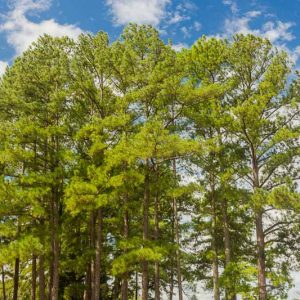 Pinus taeda, Loblolly Pine, Oldfield Pine, Bull Pine, Rosemary Pine, Evergreen Tree, Evergreen Shrub, Conifer