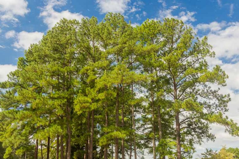 Pinus taeda, Loblolly Pine, Oldfield Pine, Bull Pine, Rosemary Pine, Evergreen Tree, Evergreen Shrub, Conifer