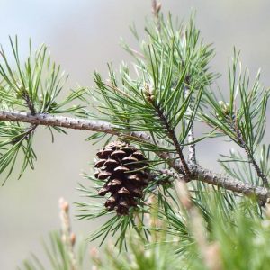 Pinus virginiana, Virginia Pine, Jersey Pine, Scrub Pine, Evergreen Tree, Evergreen Shrub, Conifer