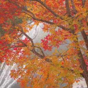 Pistacia chinensis, Chinese pistachio, Chinese Pistache, Fall Color, Red Leaves