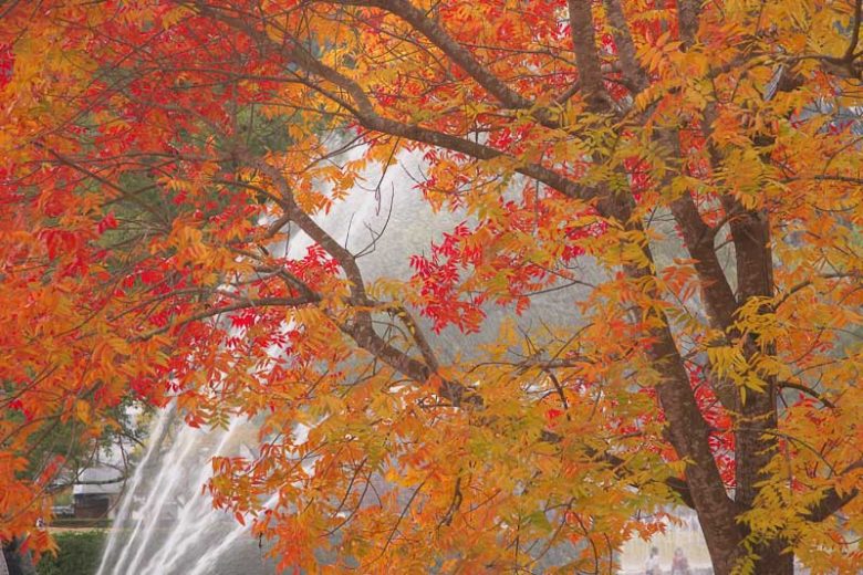 Pistacia chinensis, Chinese pistachio, Chinese Pistache, Fall Color, Red Leaves