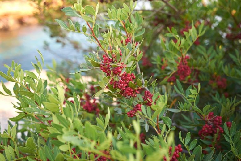 Pistacia lentiscus, Chios Mastic, Lentisco, Lentisk, Mastic, Mastic Tree, Mastic Resin Plant