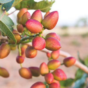Pistachio, Pistachio Tree, Nuts, Edible Nuts, Pistacia vera,