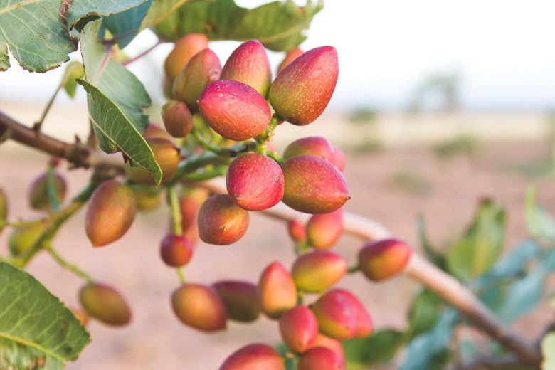 Pistachio, Pistachio Tree, Nuts, Edible Nuts, Pistacia vera,
