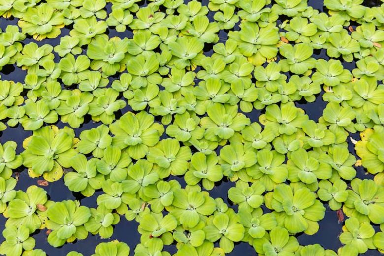 Pistia stratiotes, Water Lettuce, Tropical Duckweed, Aquatic Plants, Pond Plants, Floating Ponds